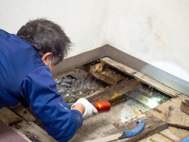 Best Crawl Space Mold Removal  in Marshall, VA