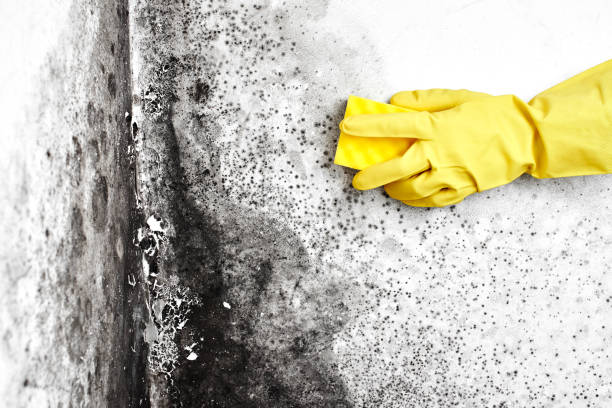 Best Toxic Mold Removal  in Marshall, VA