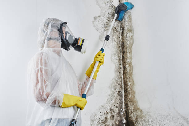 Best Mold Testing  in Marshall, VA