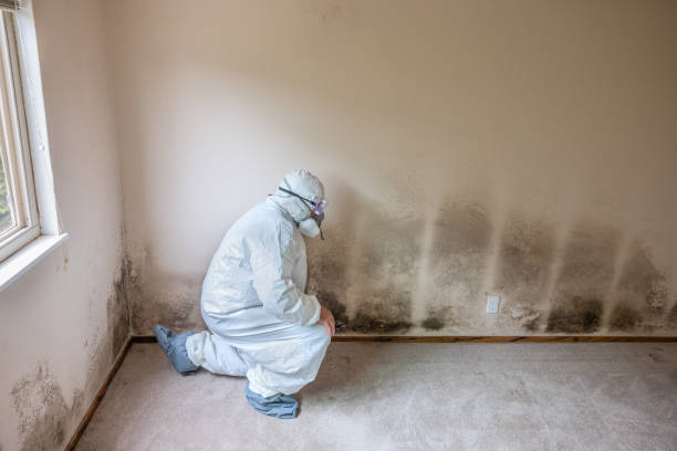 Best Mold Removal Near Me  in Marshall, VA