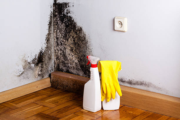 Best Best Mold Removal Companies  in Marshall, VA