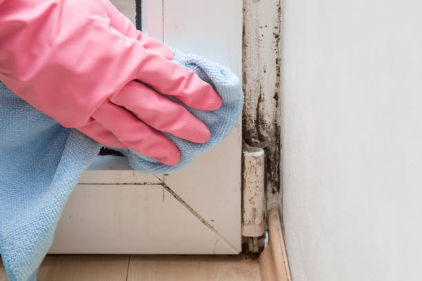 Best Residential Mold Removal  in Marshall, VA